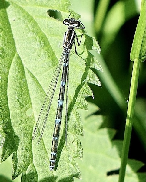 azure damselfly